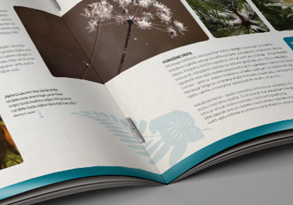 IMAGE BROCHURE